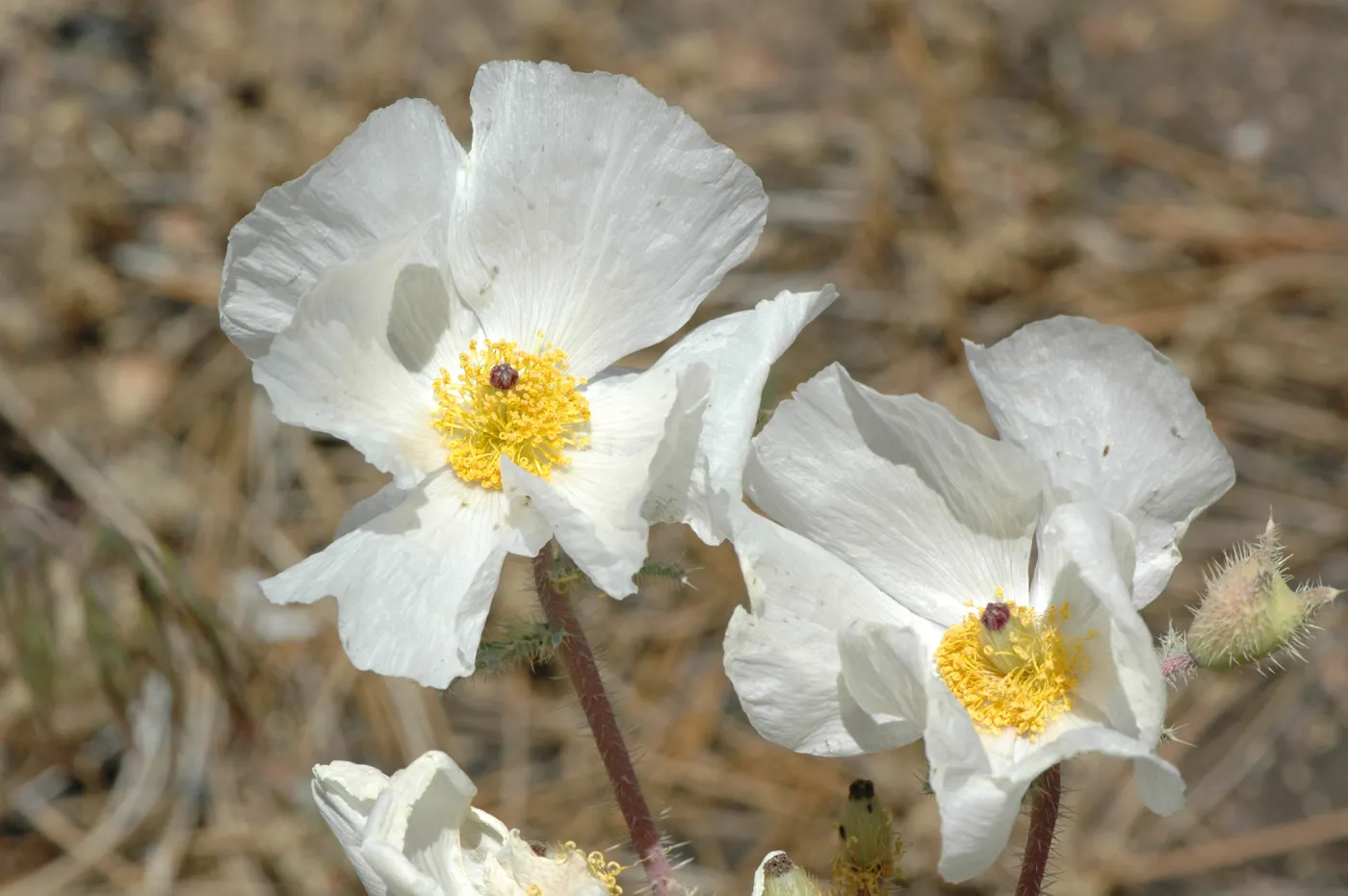 Argemone munita