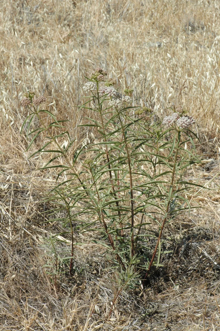 Asclepias fascicularis