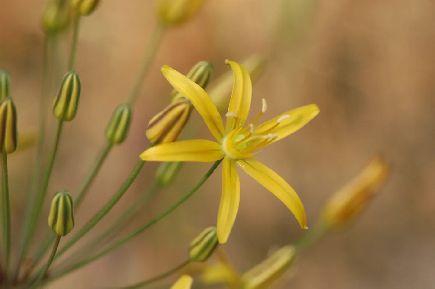 Bloomeria crocea