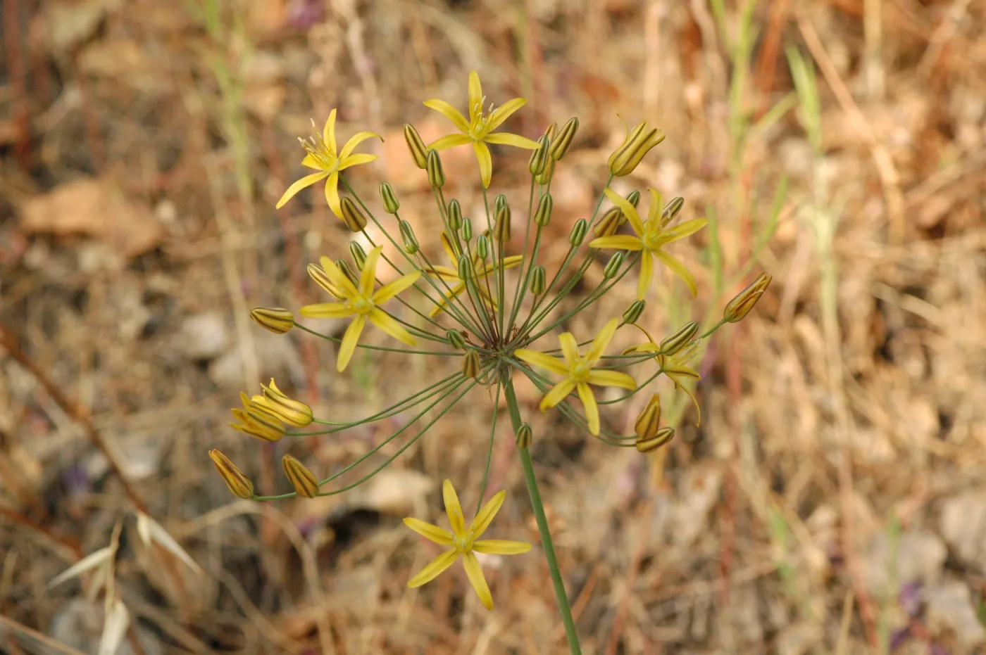 Bloomeria crocea