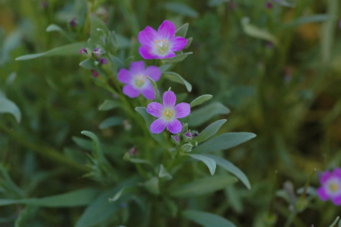 Calandrinia ciliata