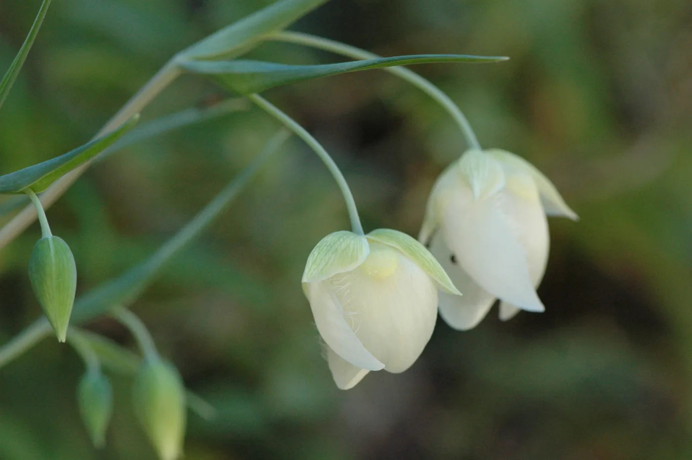 Calochortus albus