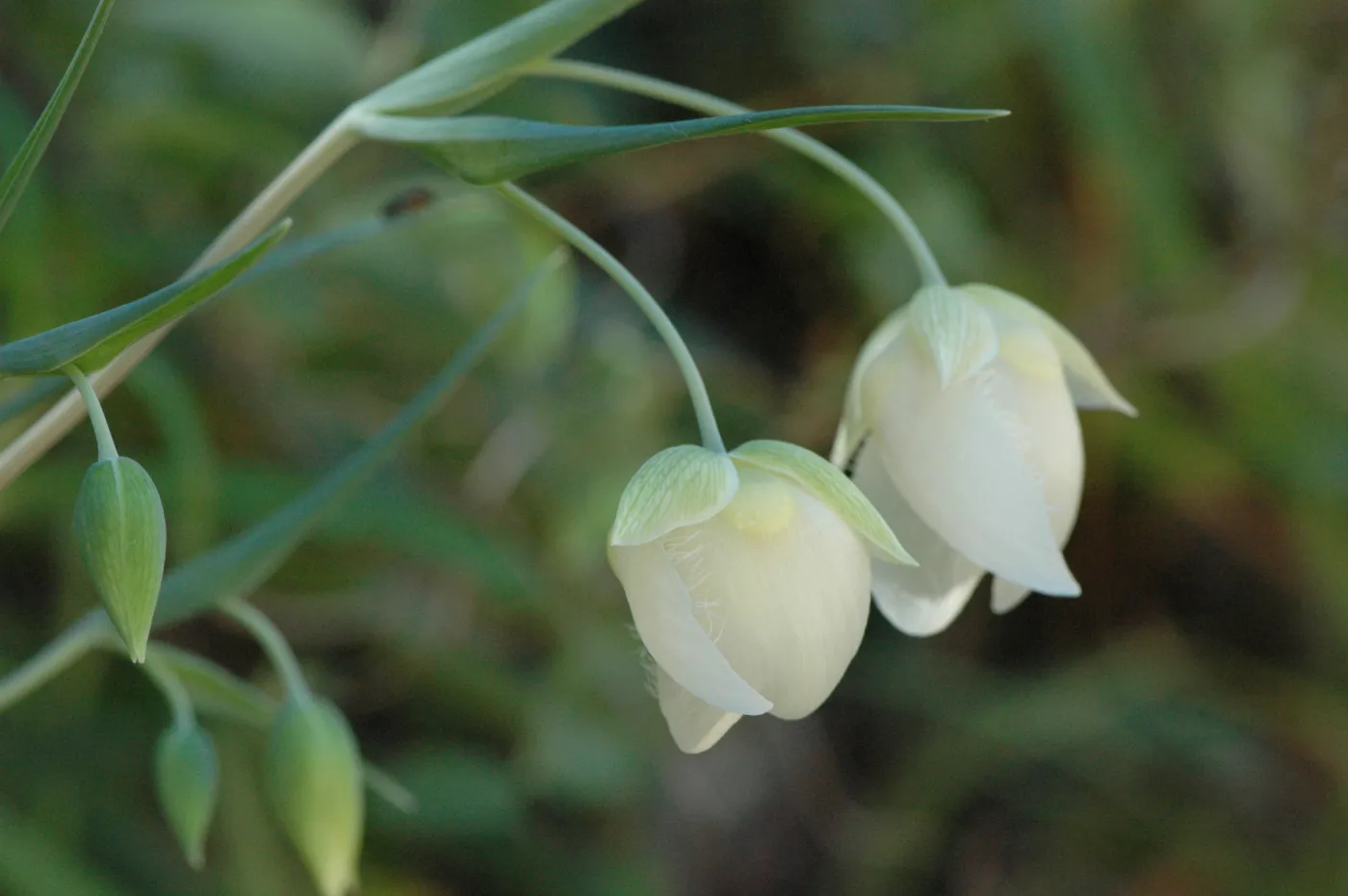 Calochortus albus