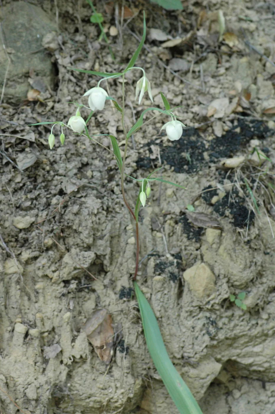 Calochortus albus