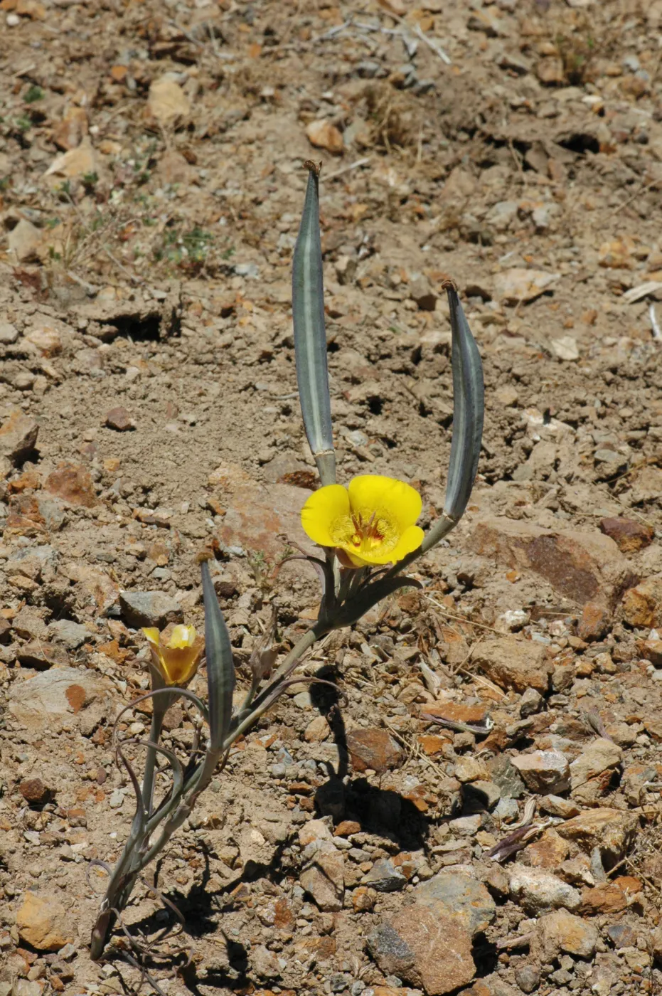 Calochortus clavatus subsp. pallidus