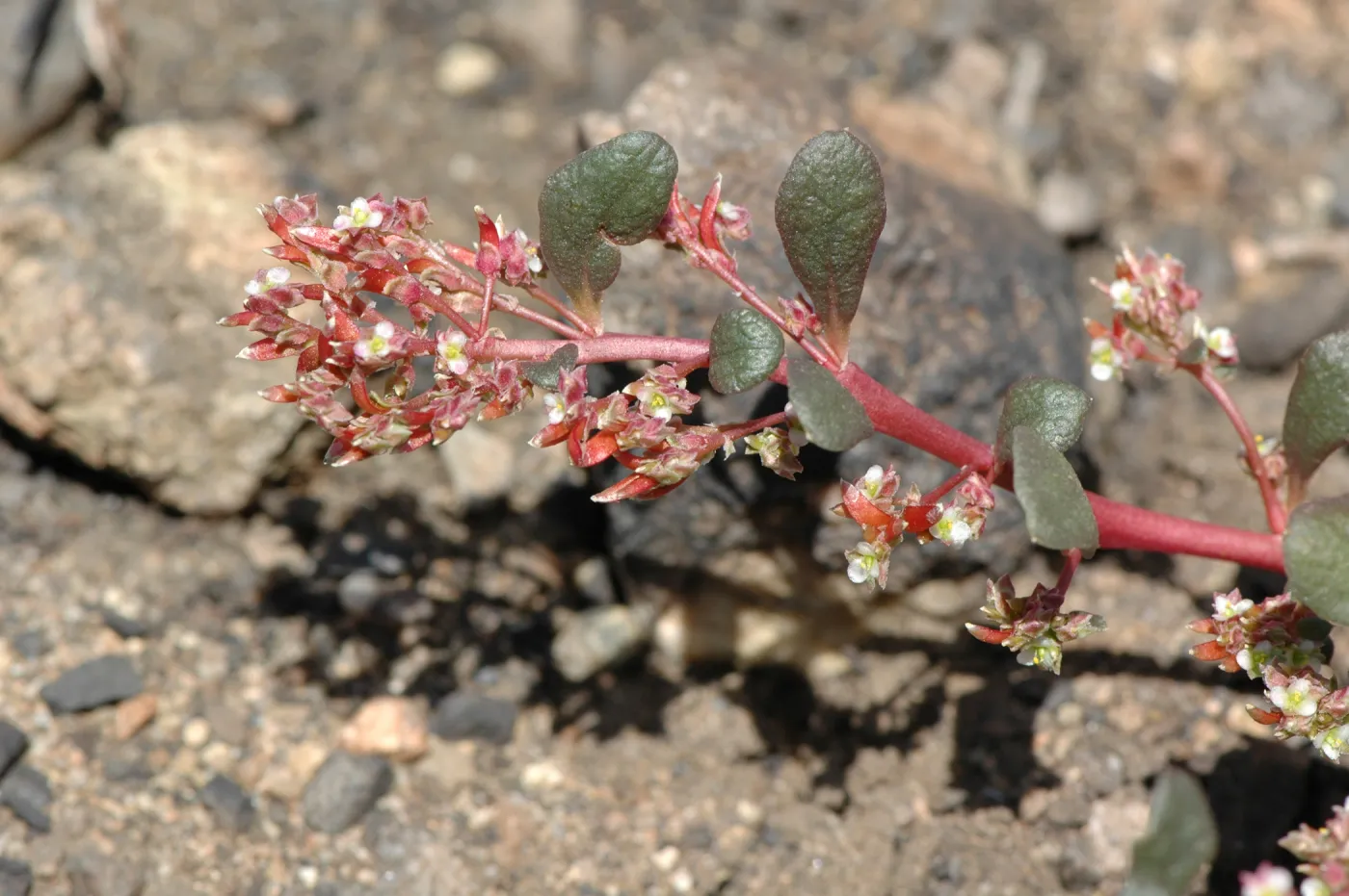 Calyptridium monandrum