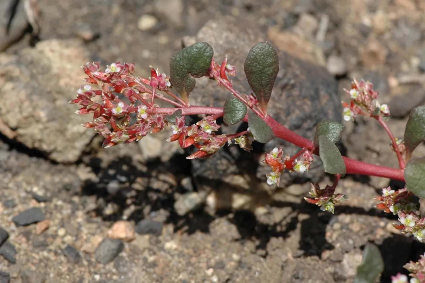 Calyptridium monandrum