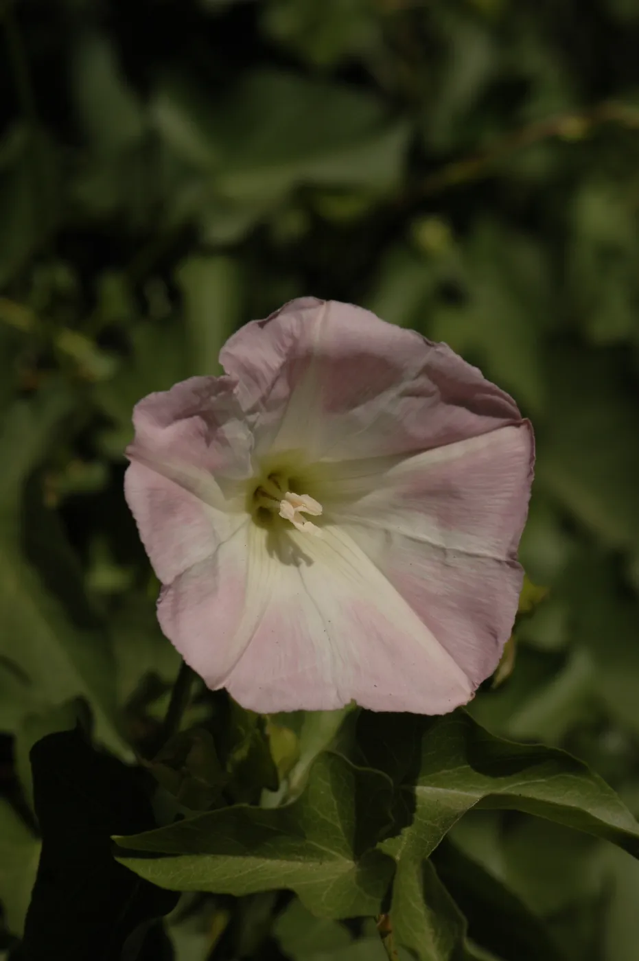 Calystegia macrostegia