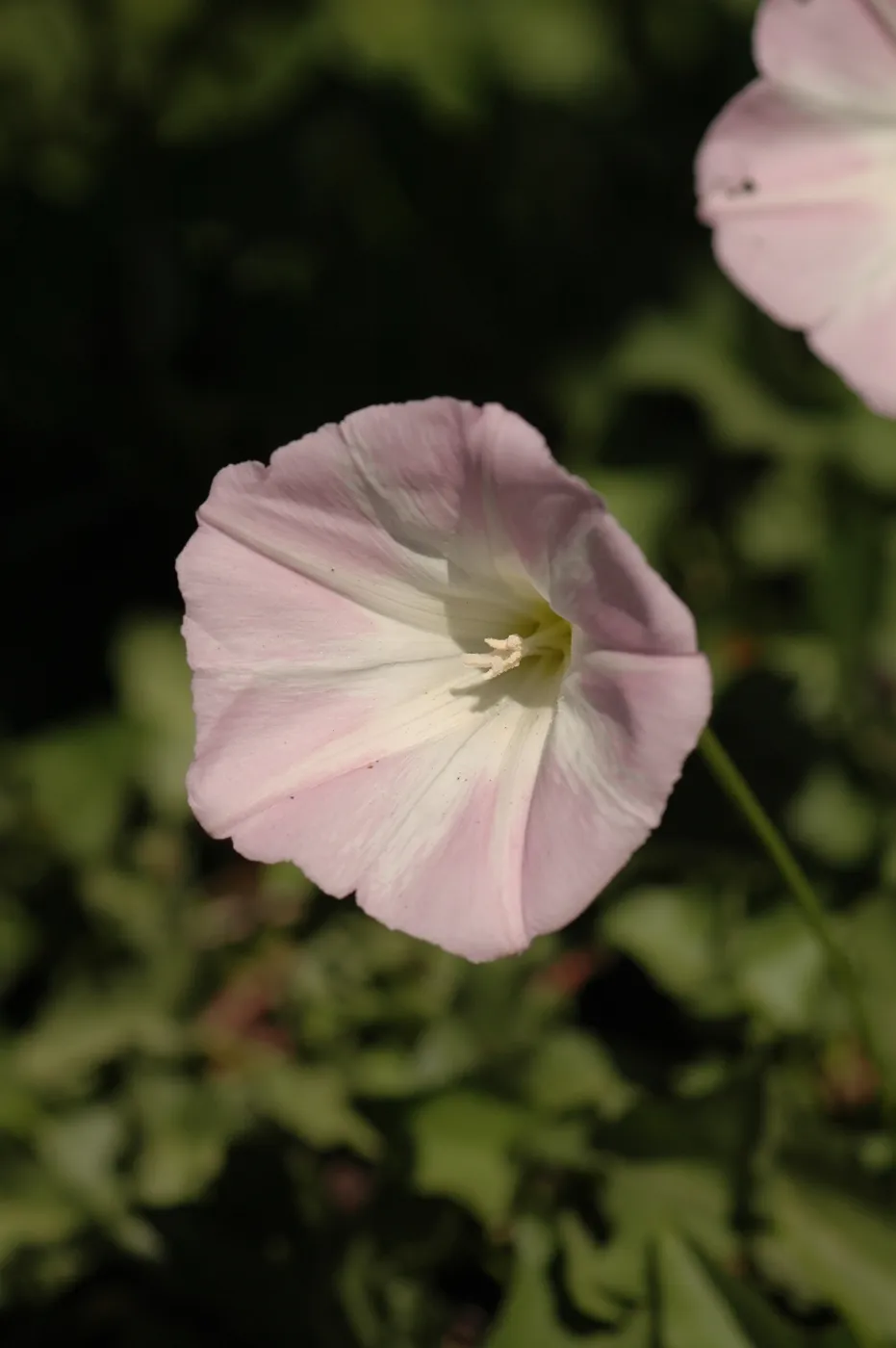 Calystegia macrostegia