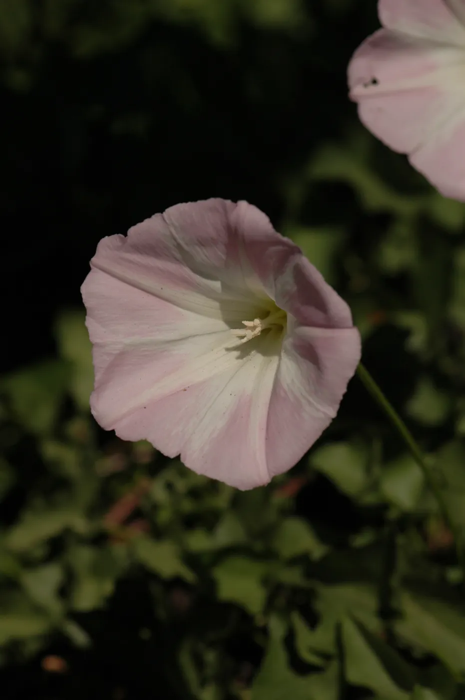 Calystegia macrostegia