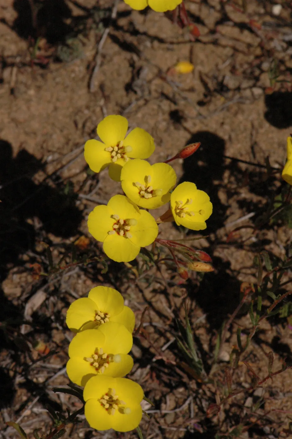 Cammisonia kernensis