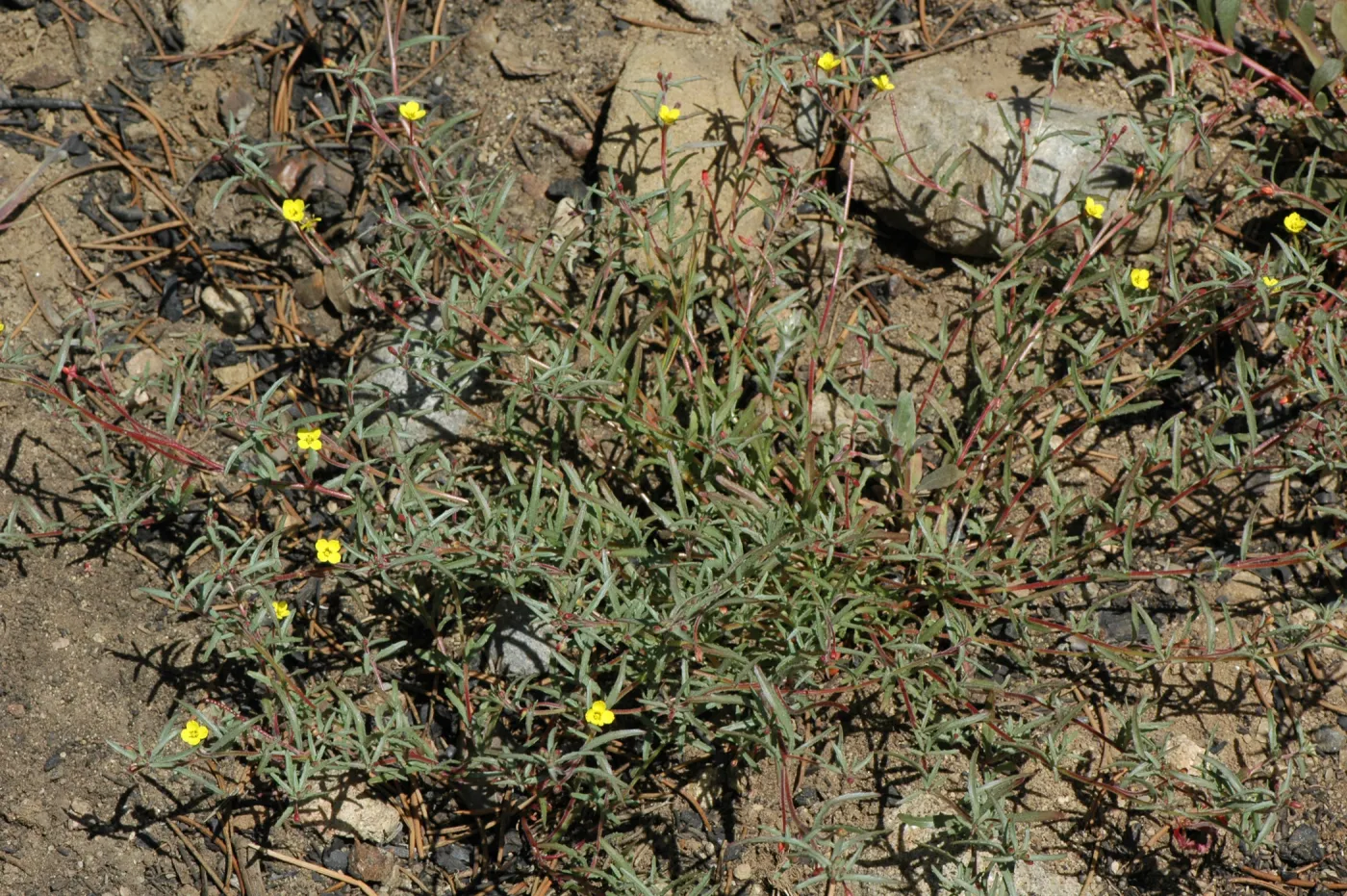 Cammisonia strigulosa