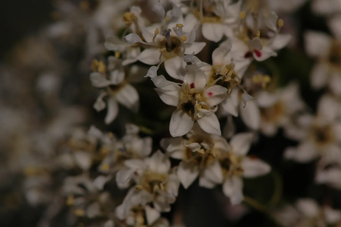 Ceanothus cuneatus