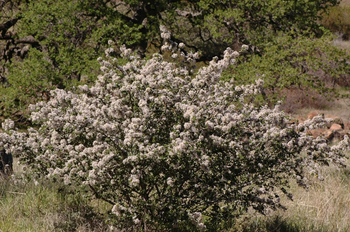 Ceanothus cuneatus