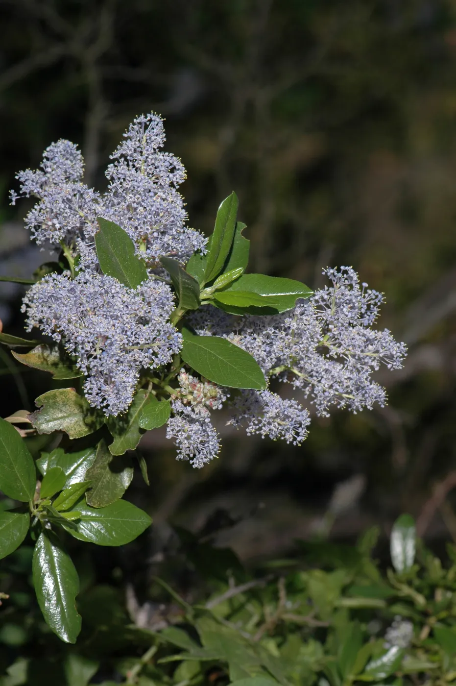 Ceanothus spinosus