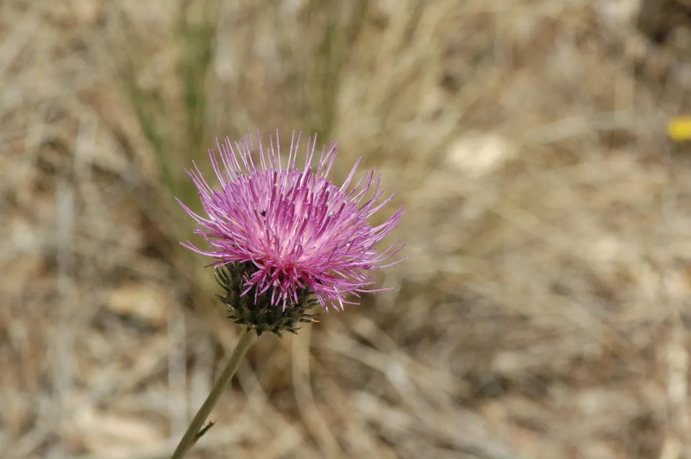 Cirsium occidentale var. californicum