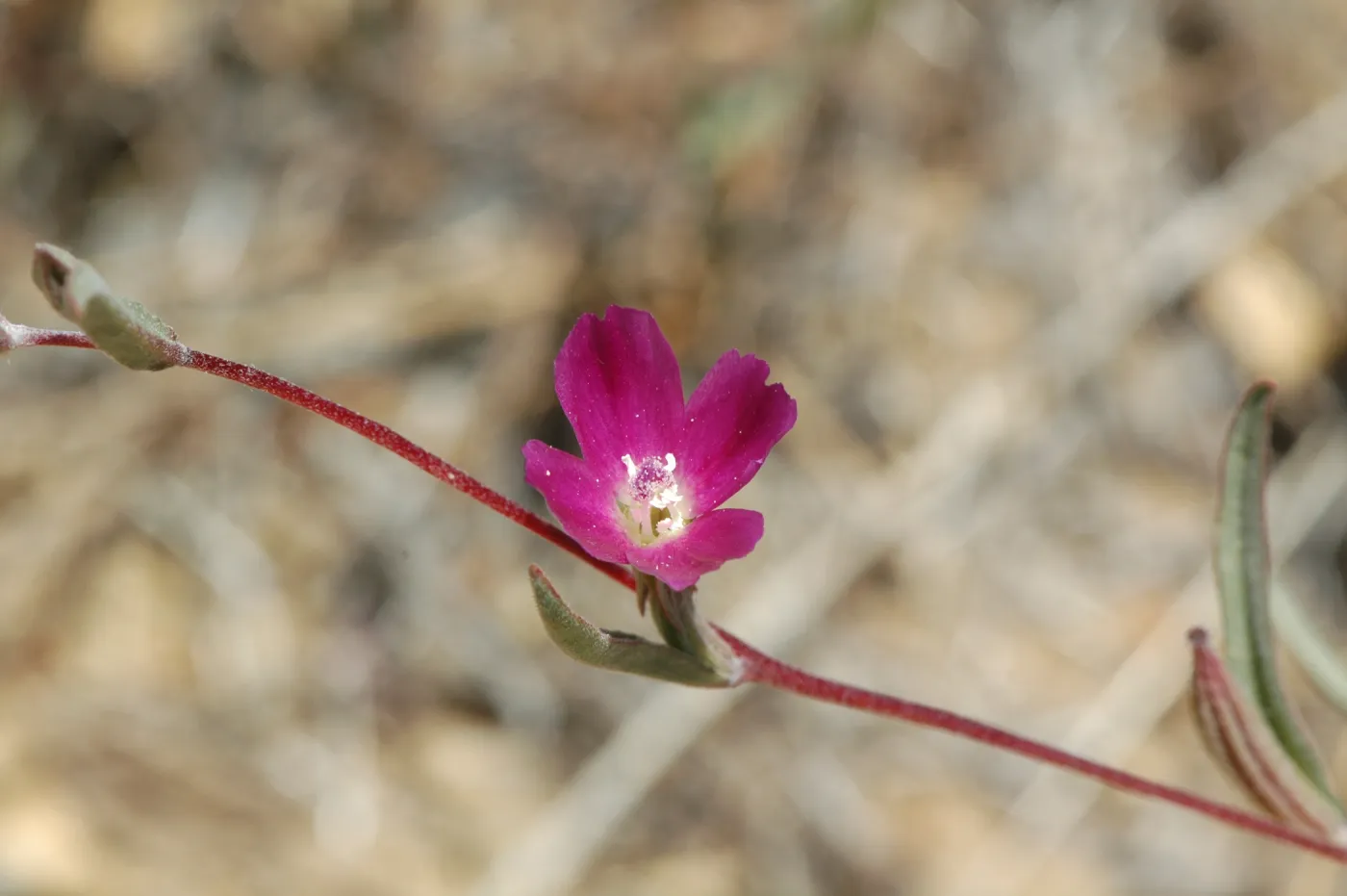Clarkia purpurea ssp. quadrivulnera