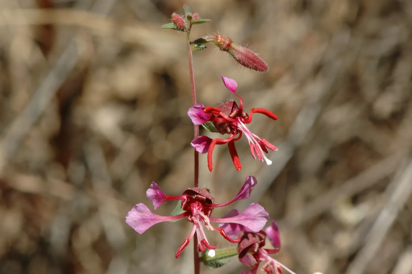 Clarkia unguiculata