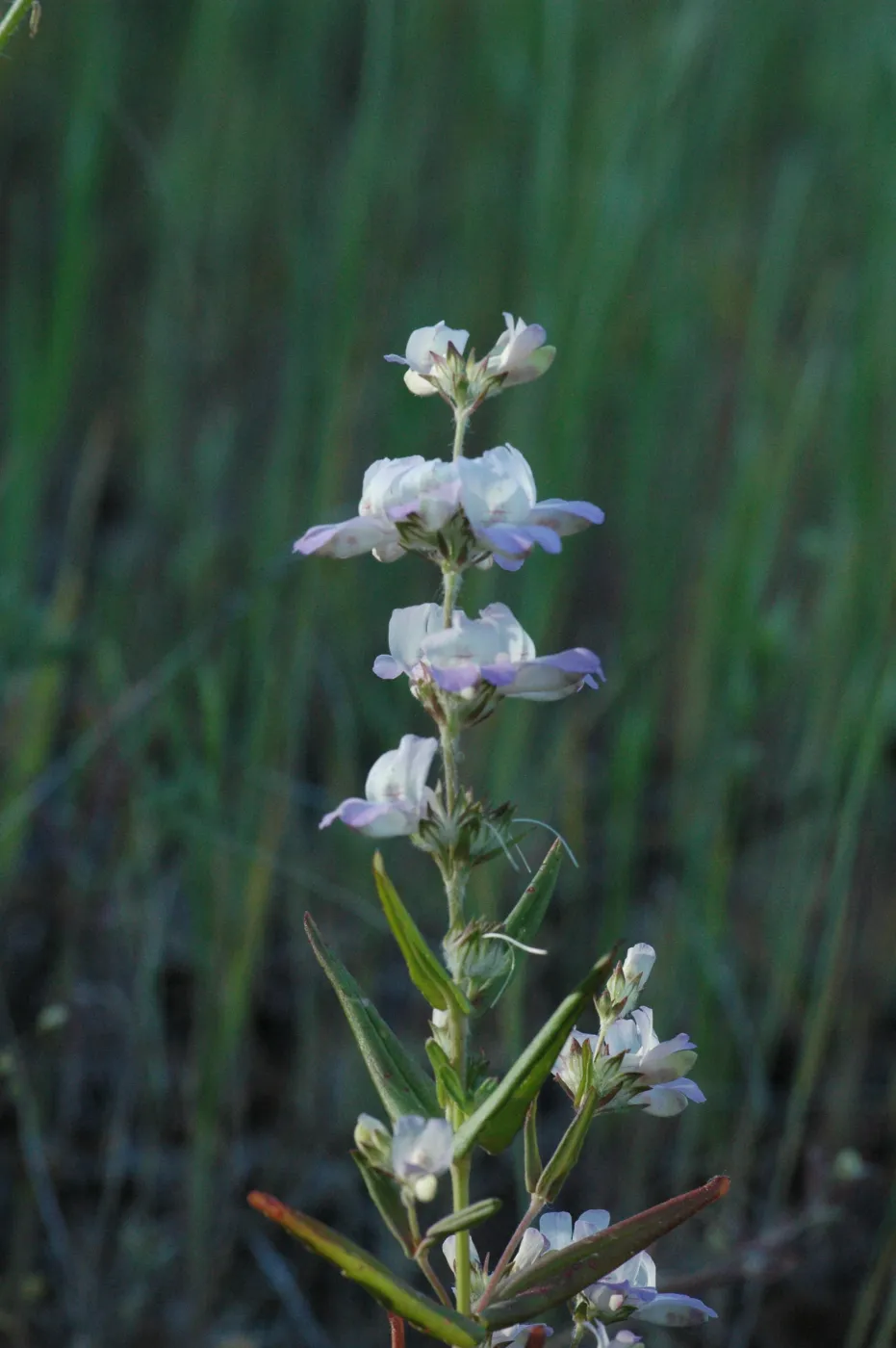 Collinsia heterophylla