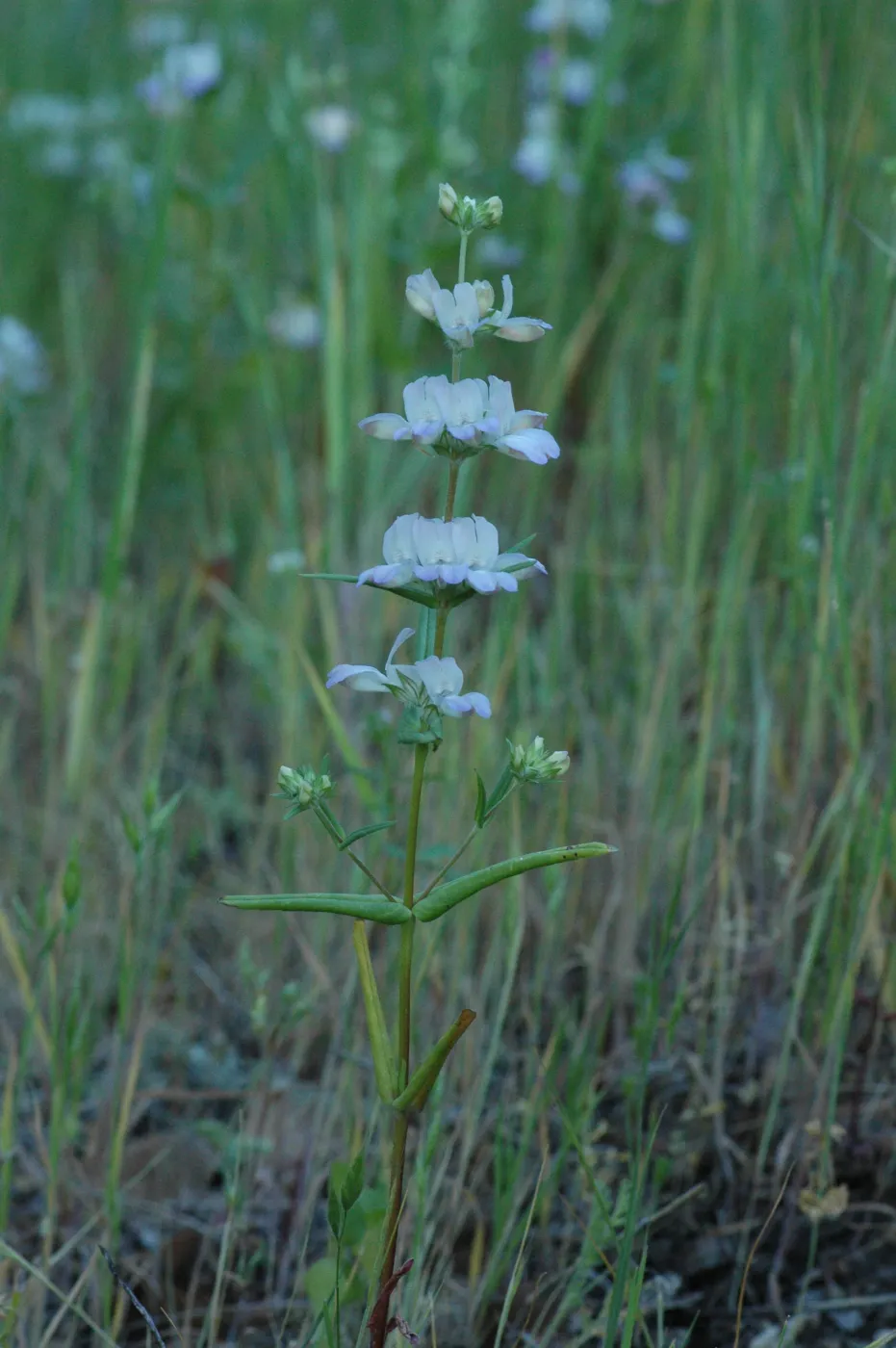 Collinsia heterophylla