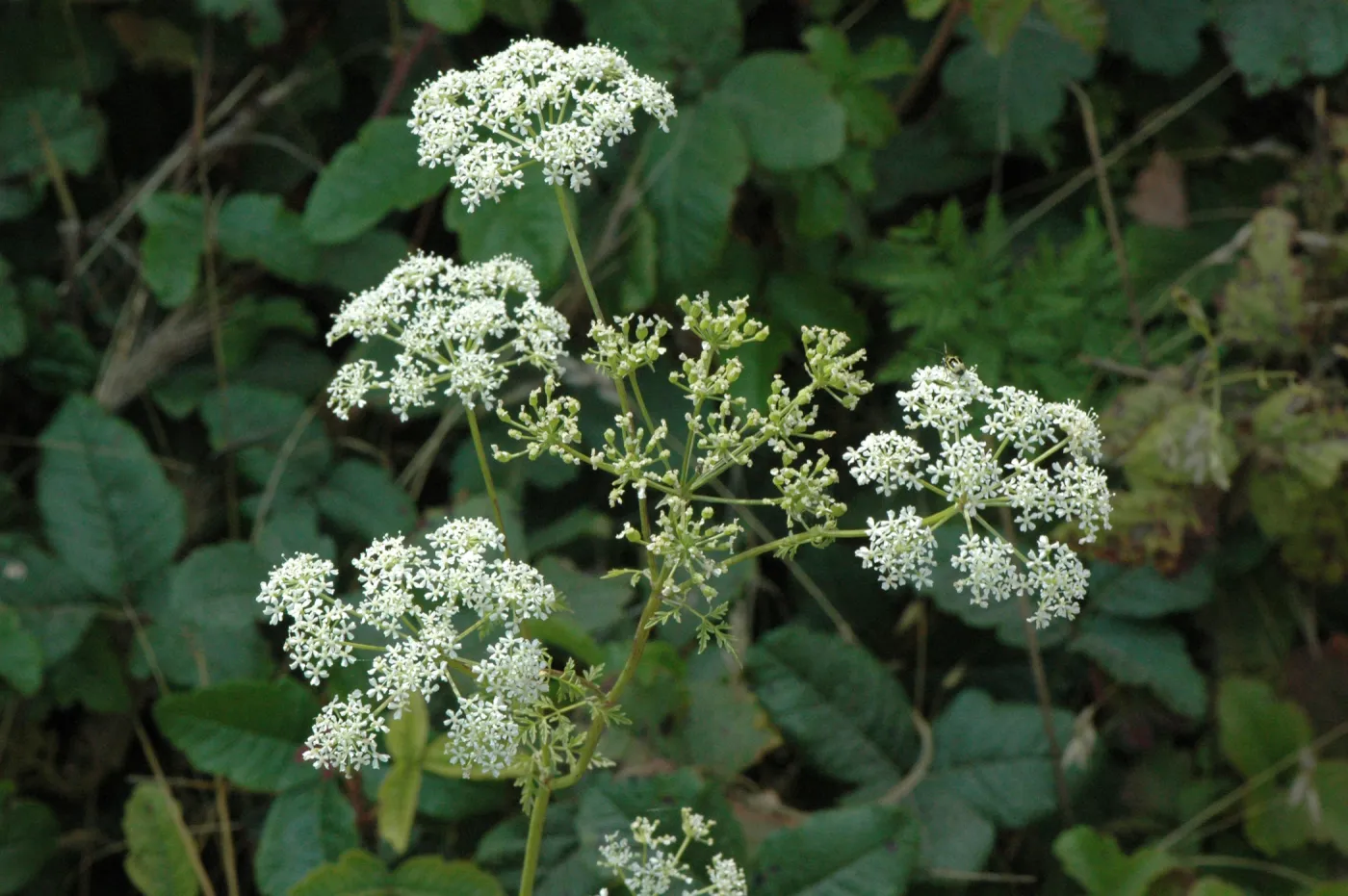 Conium maculatum