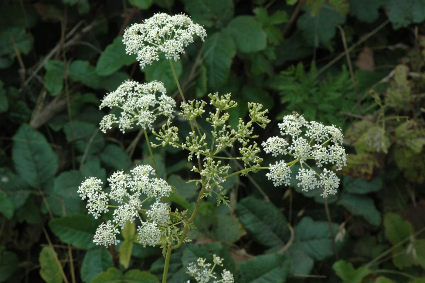 Conium maculatum