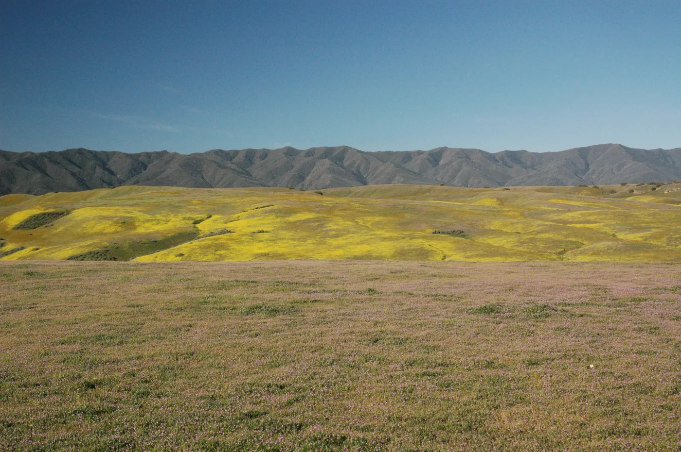 Cuyama Valley wildflower display