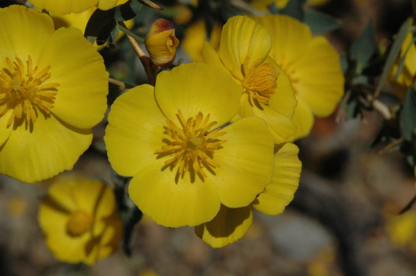Dendromecon rigida