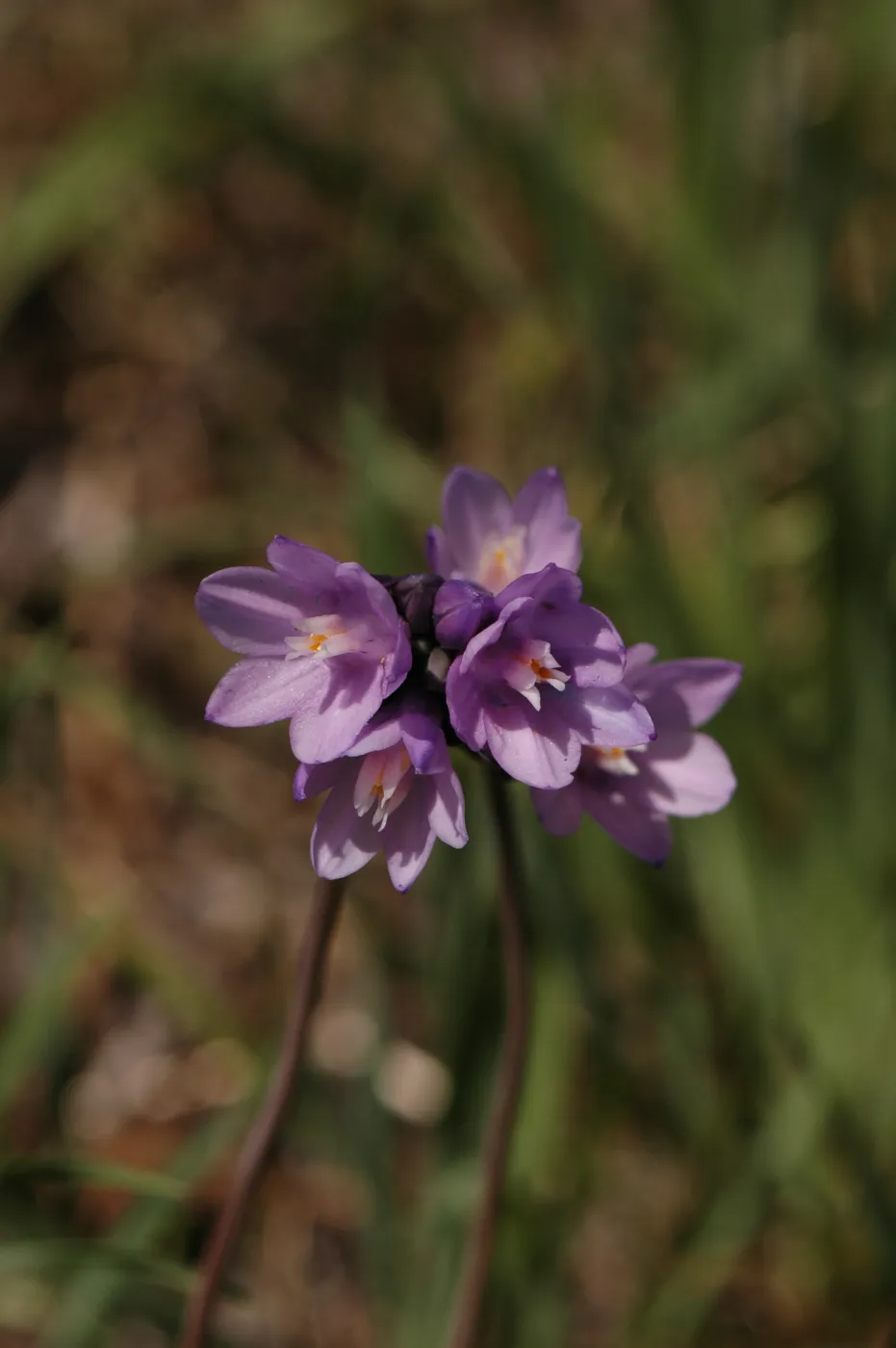 Dichelostemma capitatum