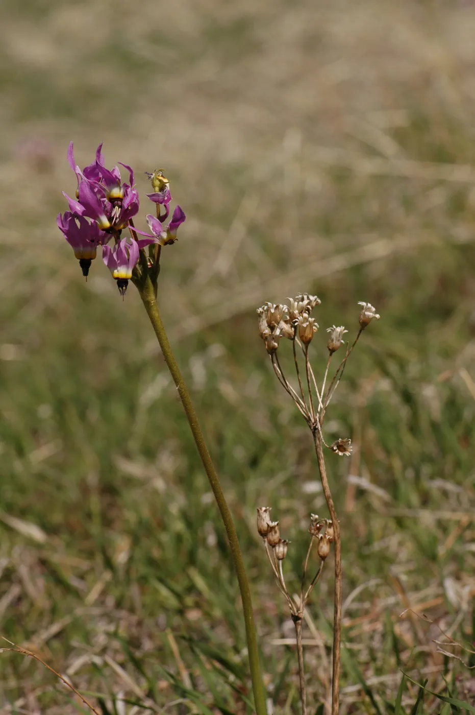 Dodecatheon clevelandii