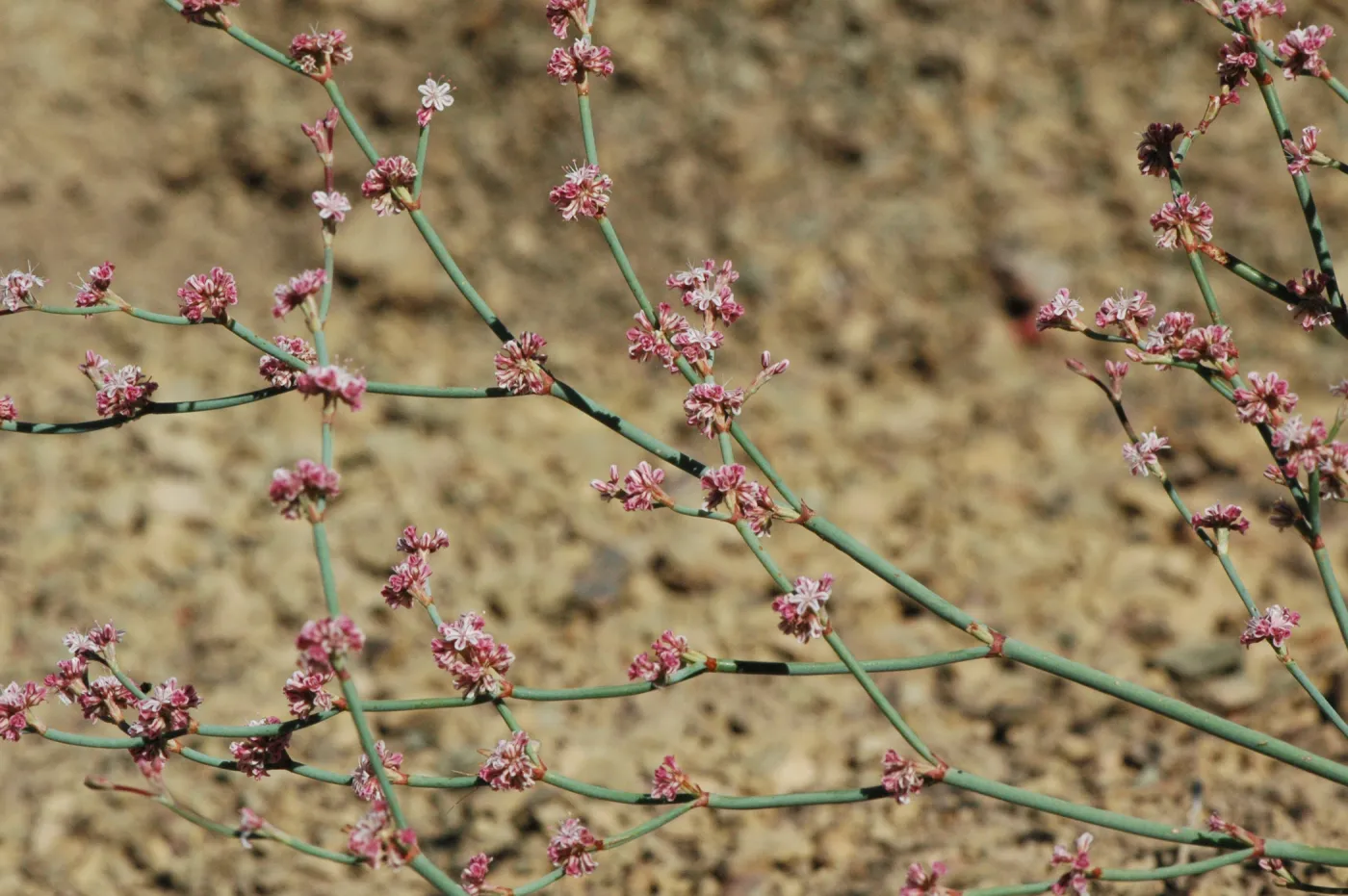 Eriogonum cithariforme (Cithara Buckwheat)