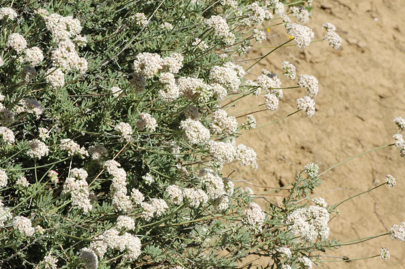 Eriogonum fasciculatum var. foliolosum