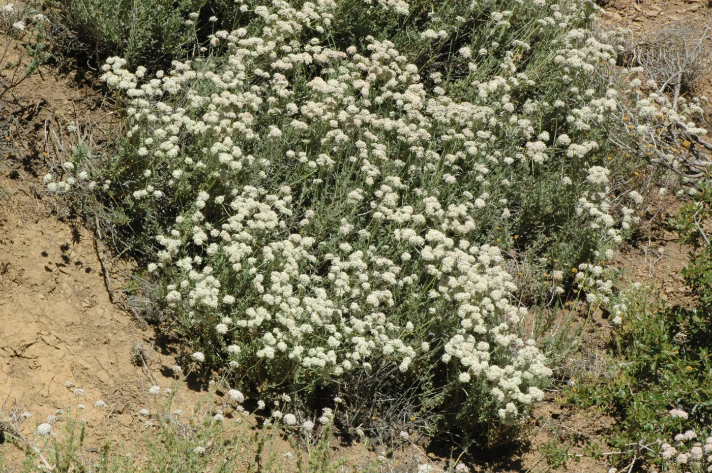Eriogonum fasciculatum var. foliolosum