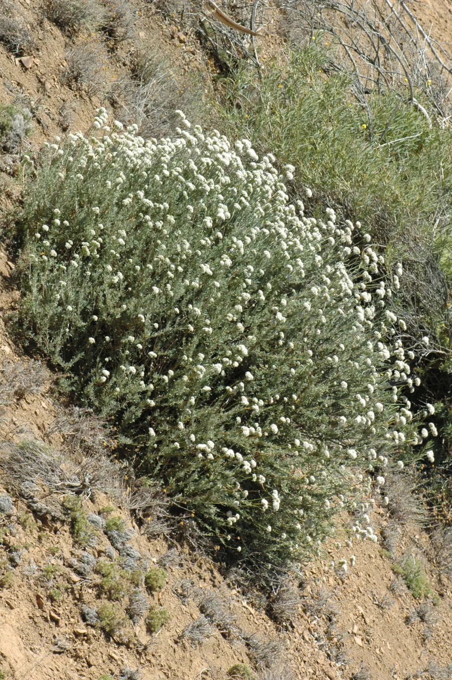 Eriogonum fasciculatum var. foliolosum
