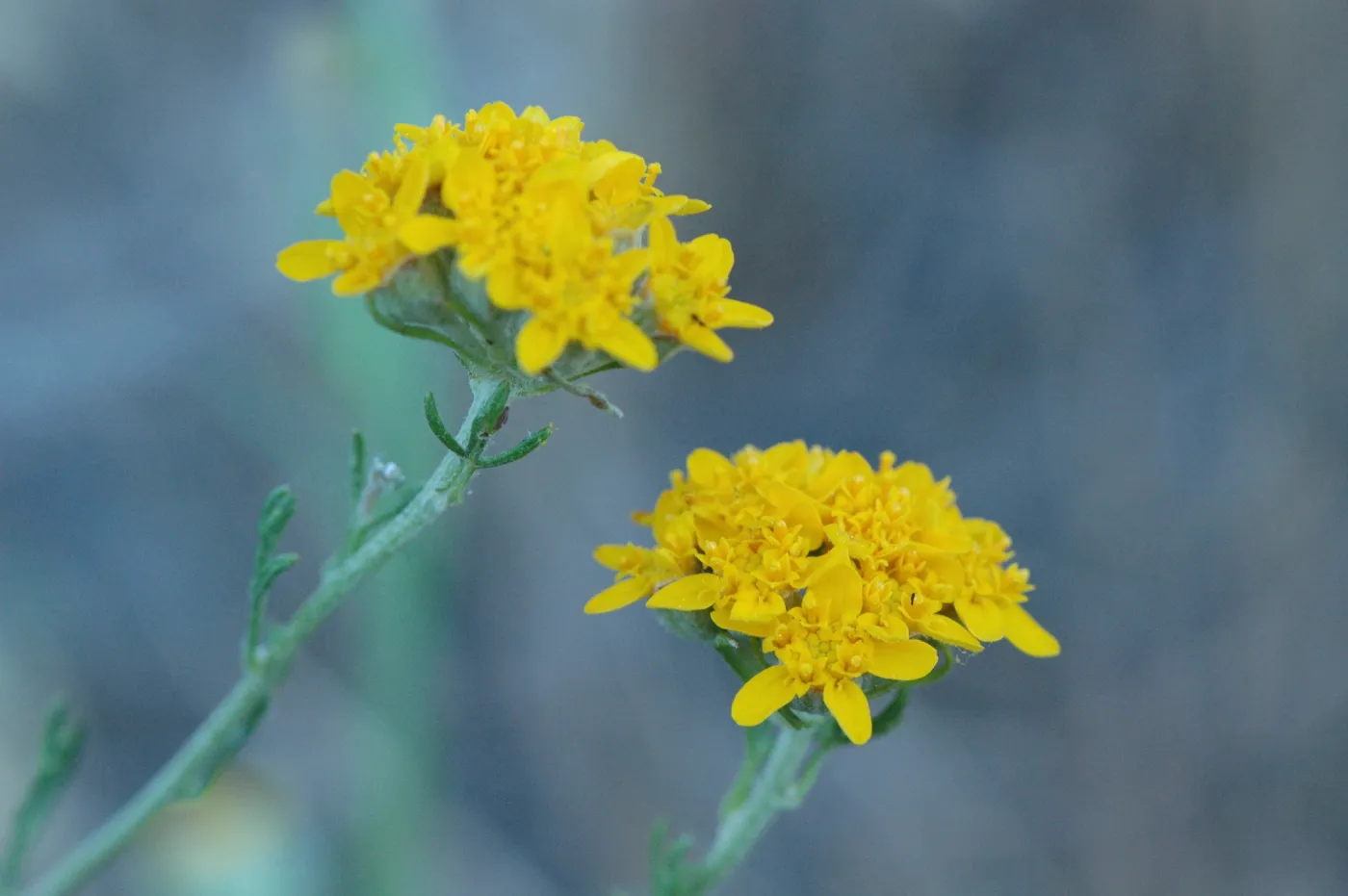 Eriophyllum confertiflorum
