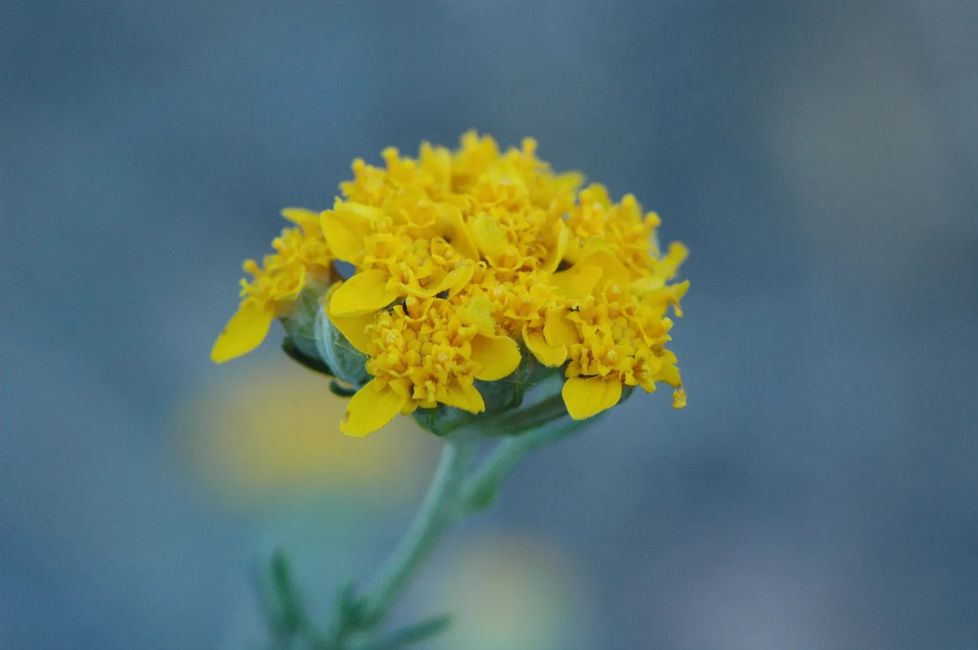 Eriophyllum confertiflorum