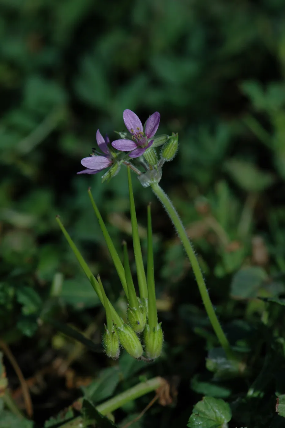 Erodium cicultarium