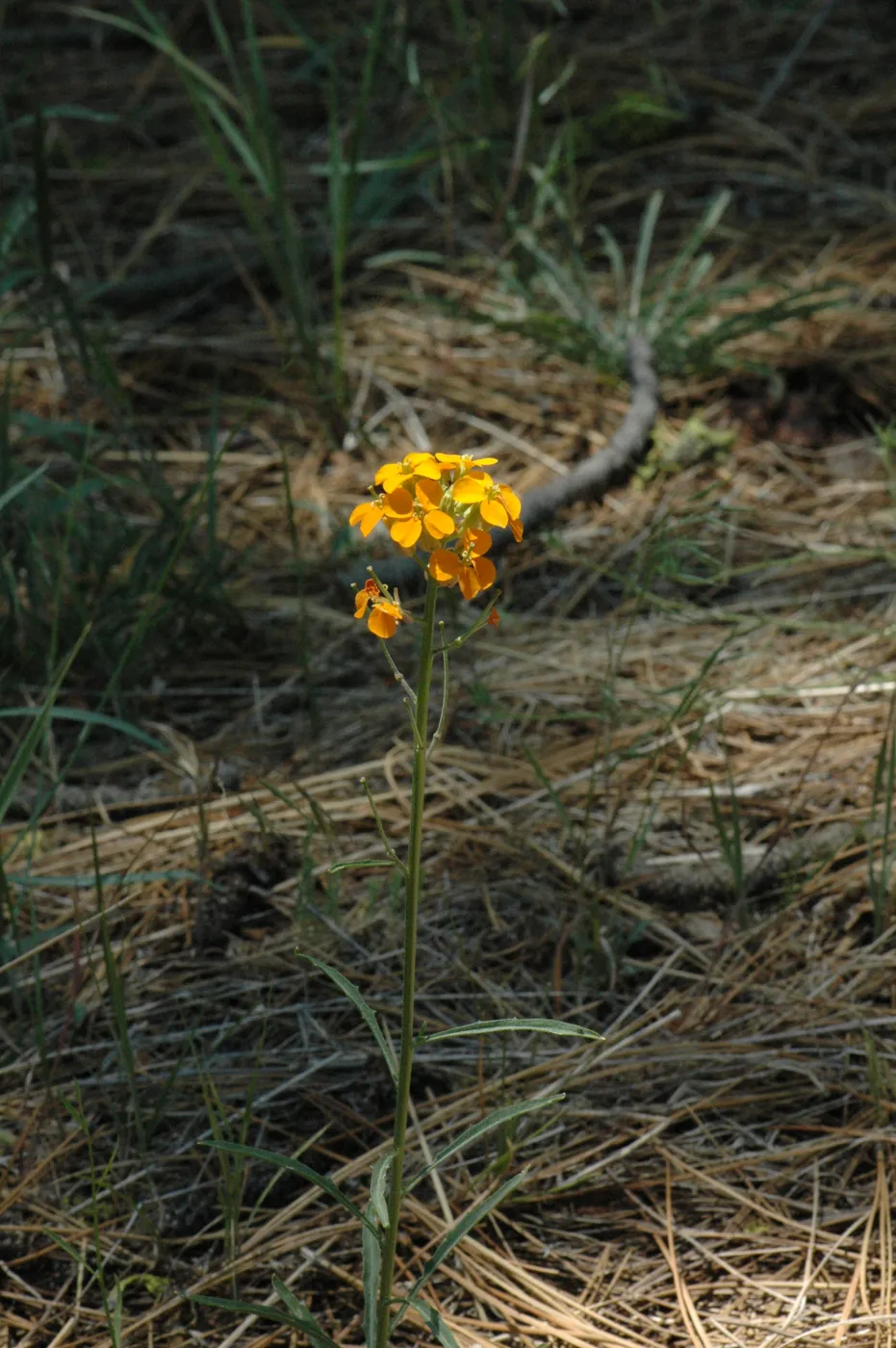 Erysimum capitatum