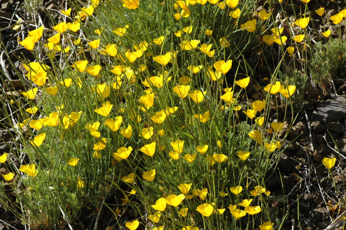 Eschscholtzia caespitosa