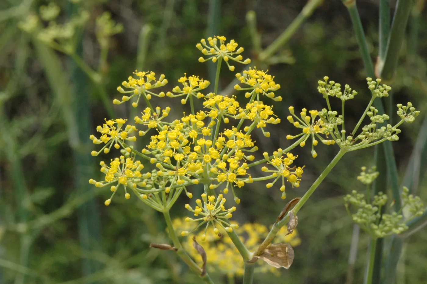 Foeniculum vulgare