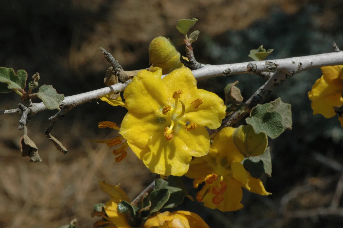 Fremontodendron californicum