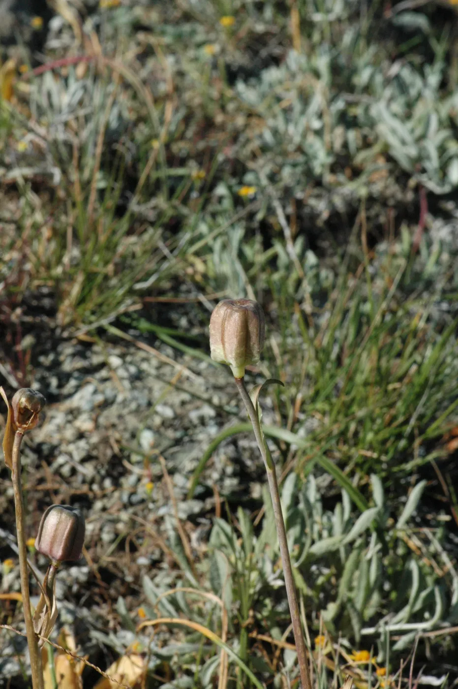 Fritillaria biflora