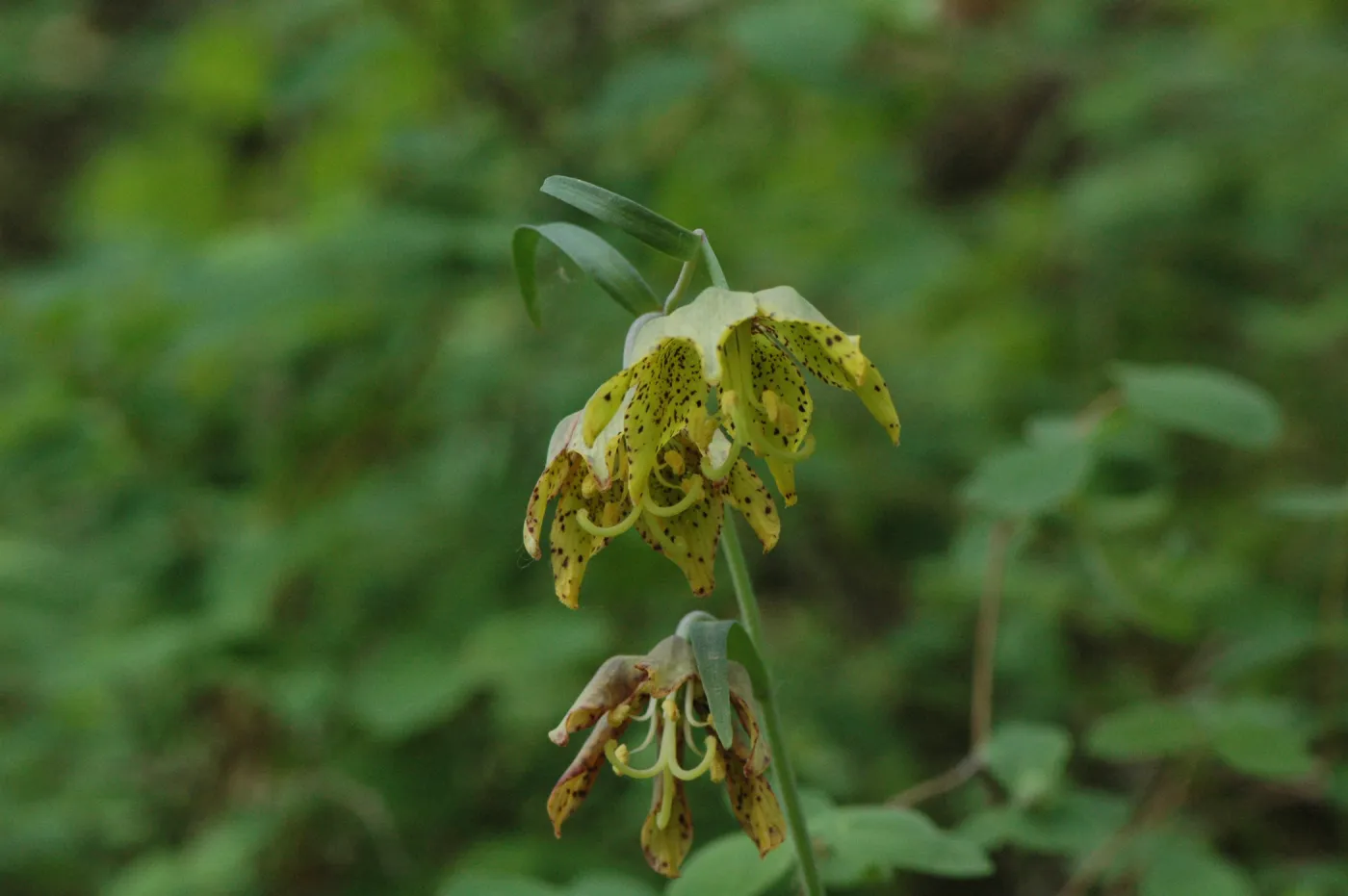 Fritillaria ojaiensis