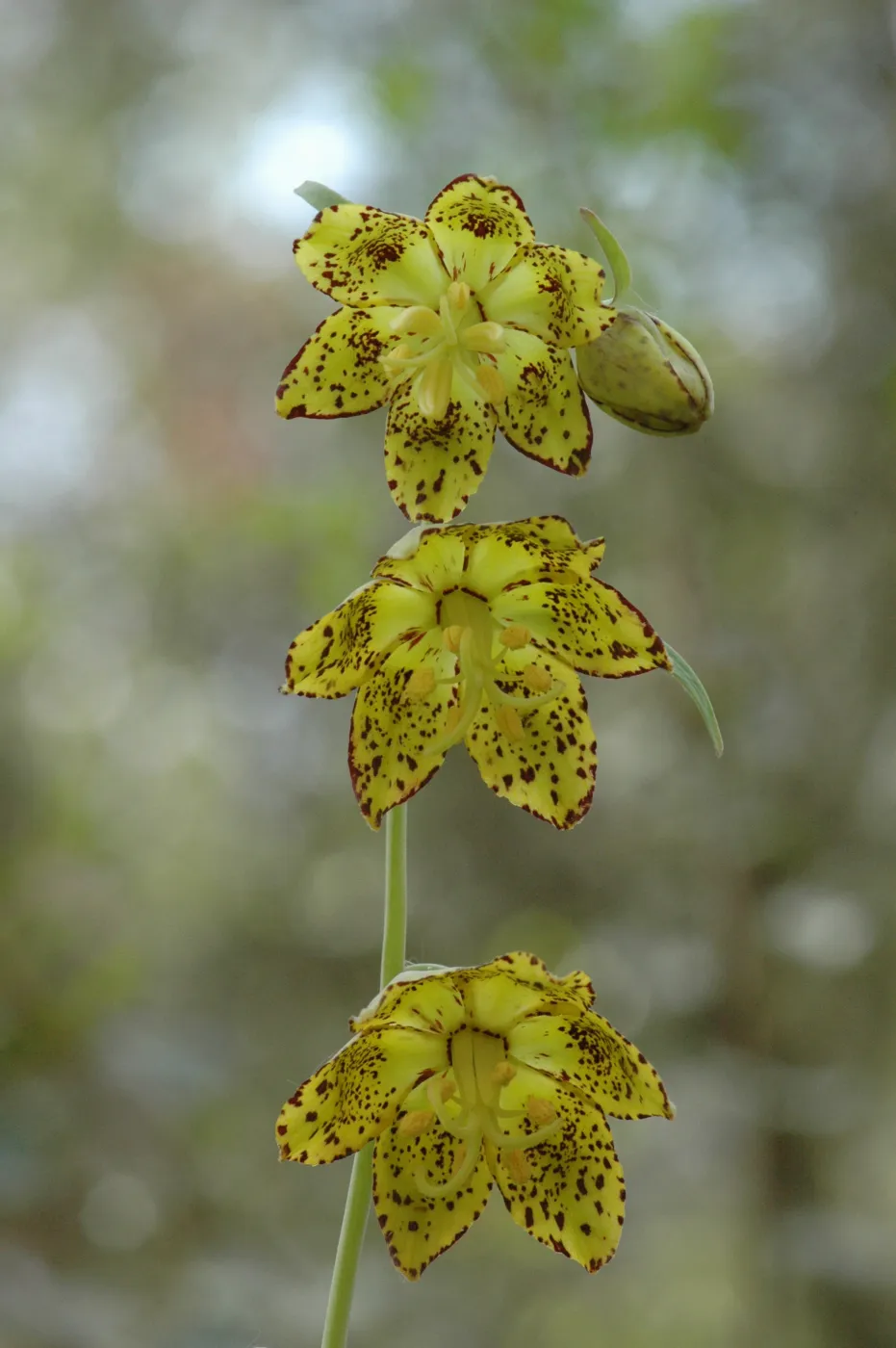 Fritillaria ojaiensis
