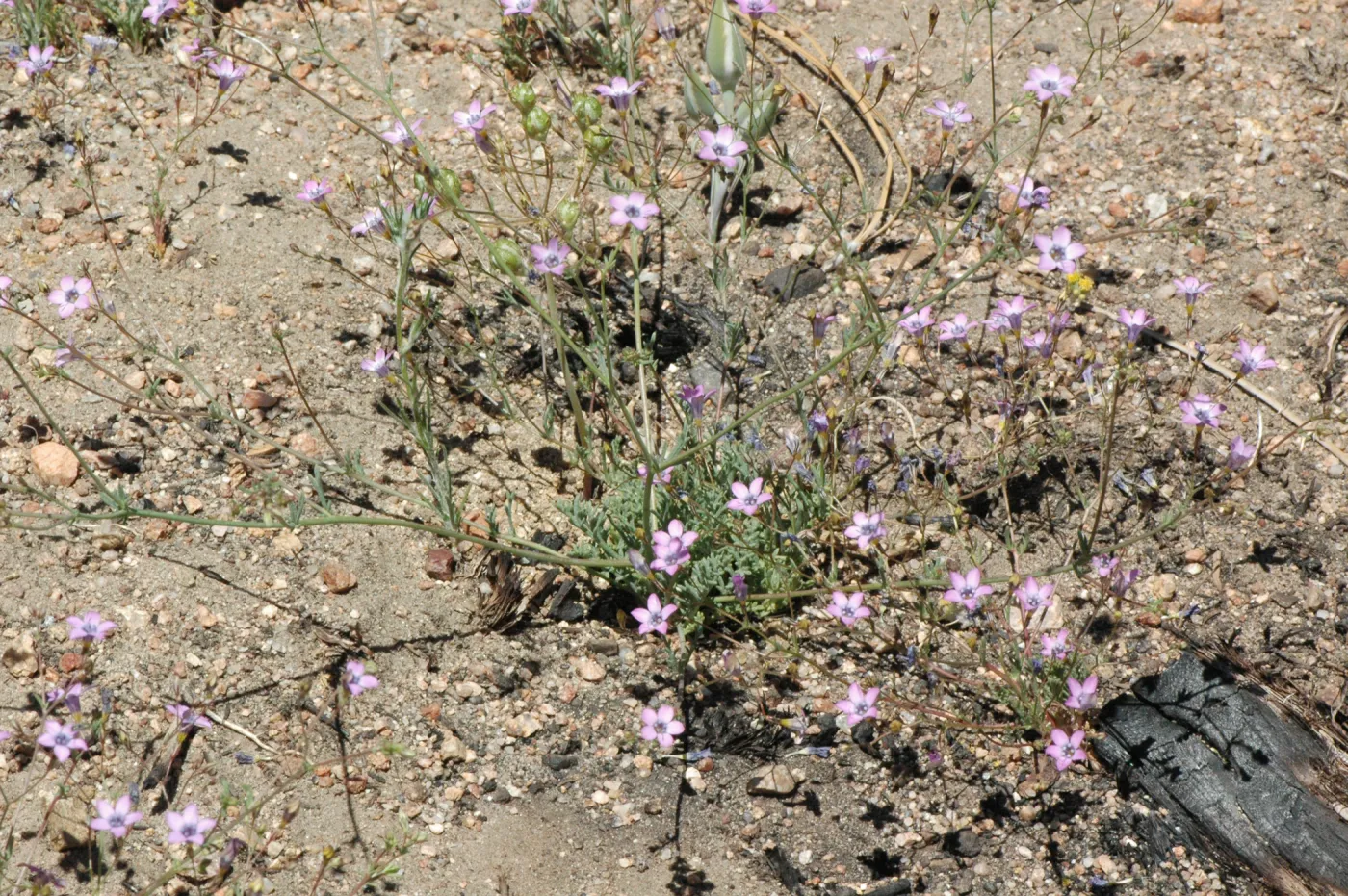 Gilia ochroleuca