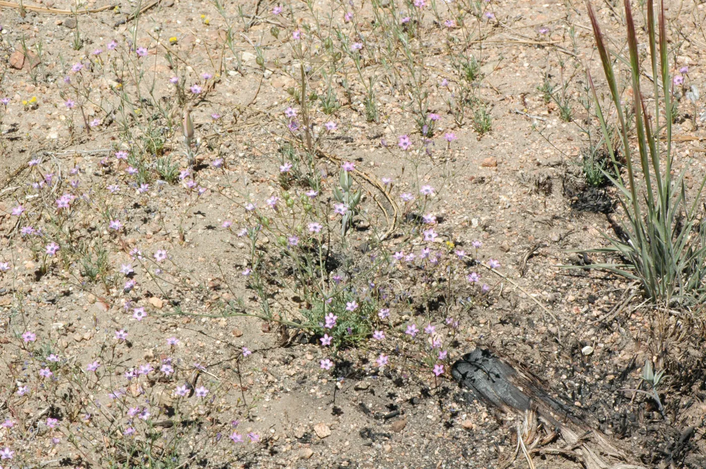 Gilia ochroleuca