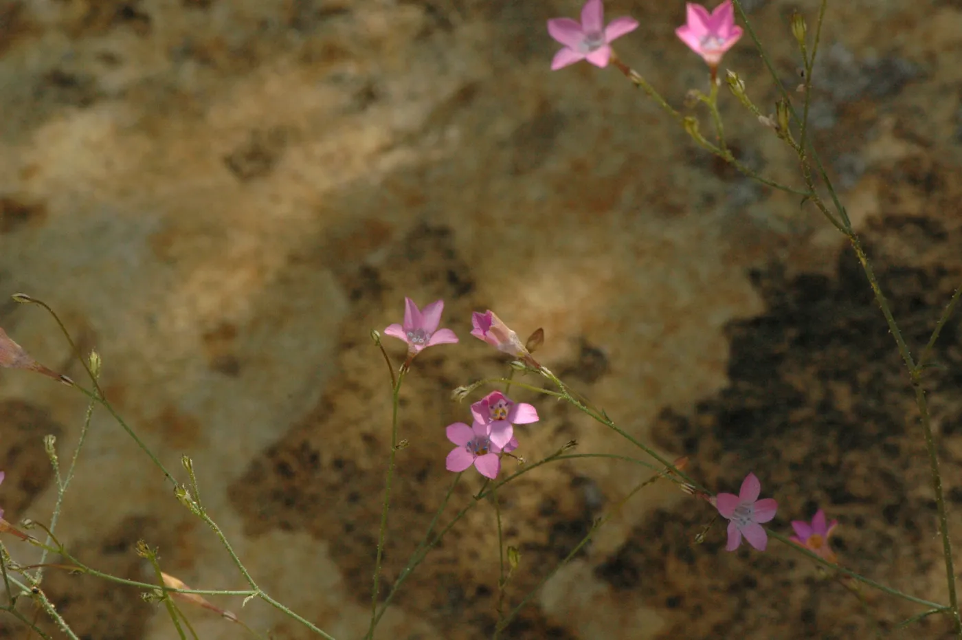 Gilia splendens subsp. grantii