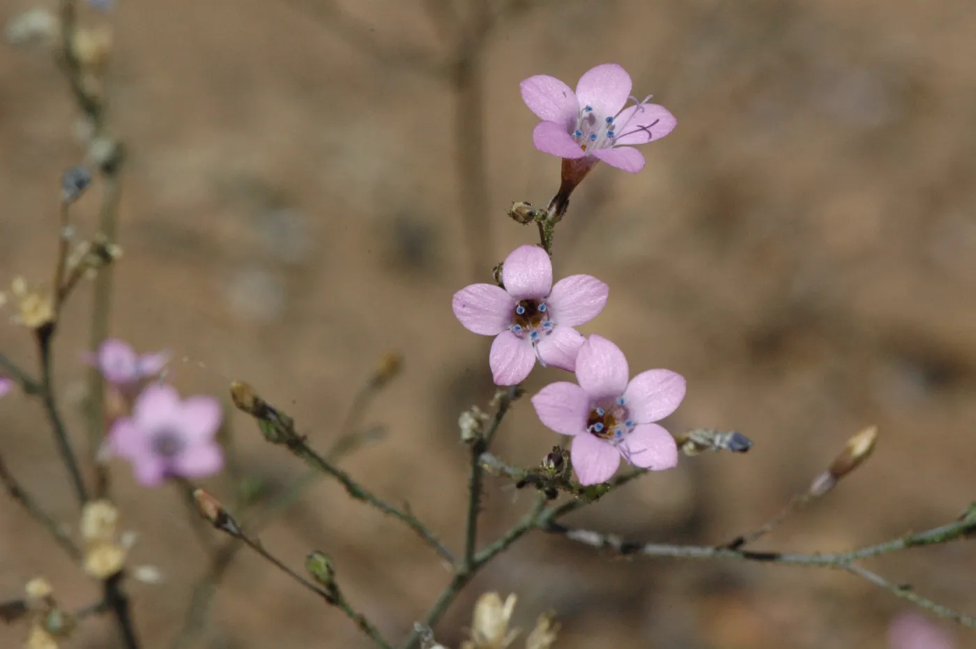 Gilia splendens subsp. grantii
