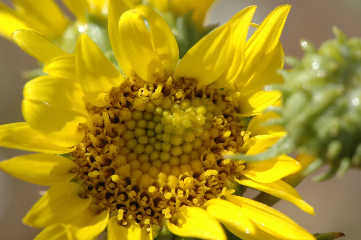 Grindelia camporum