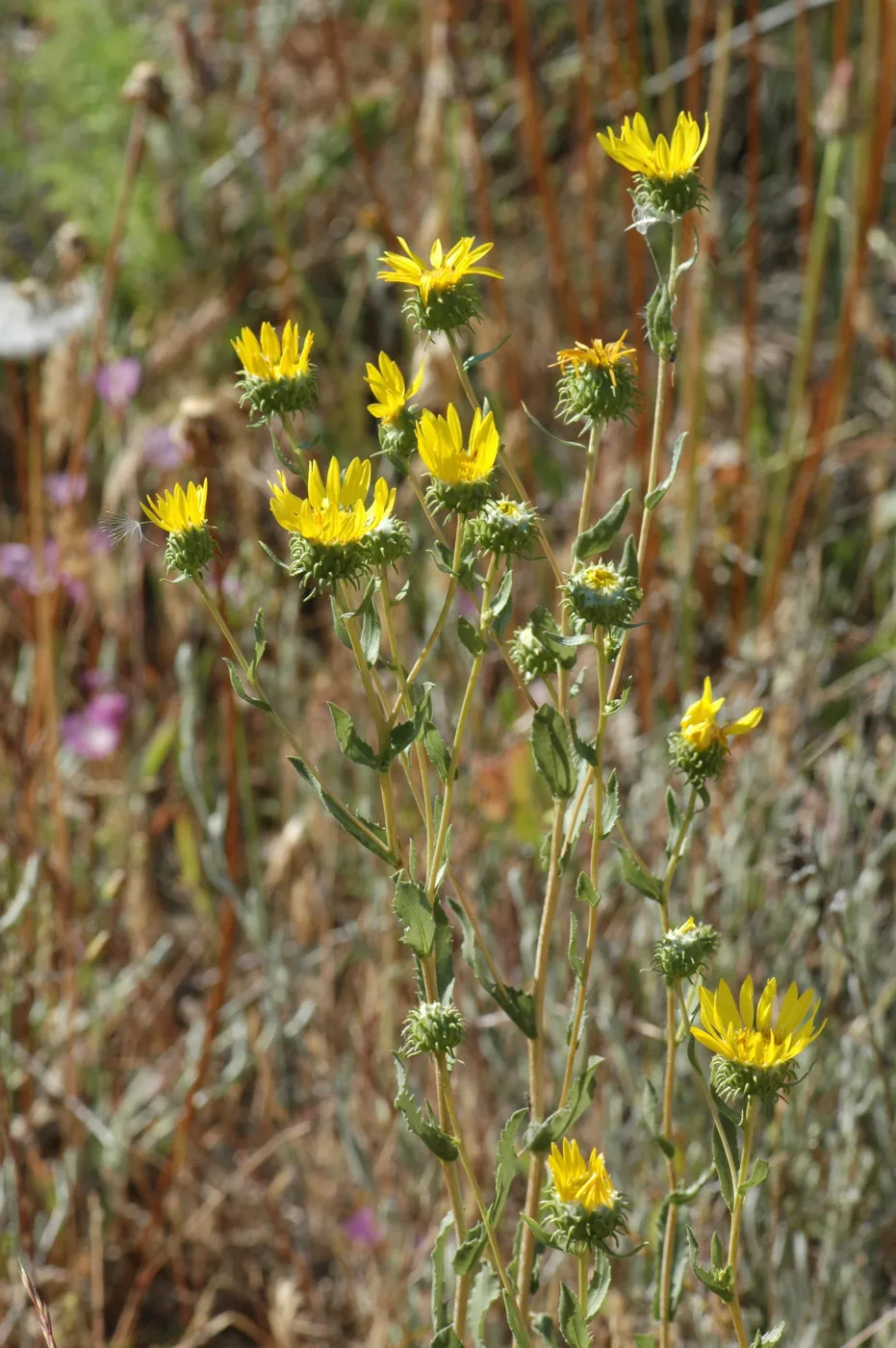 Grindelia camporum
